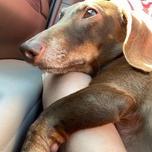 Meet your Posher, Laura